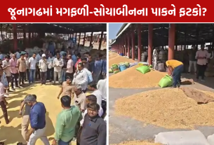 Groundnut Crop Loss: 10 વીઘામાં સોયાબીનનો ઉતારો 8-10 ખાંડીથી ઘટીને 5 ખાંડી