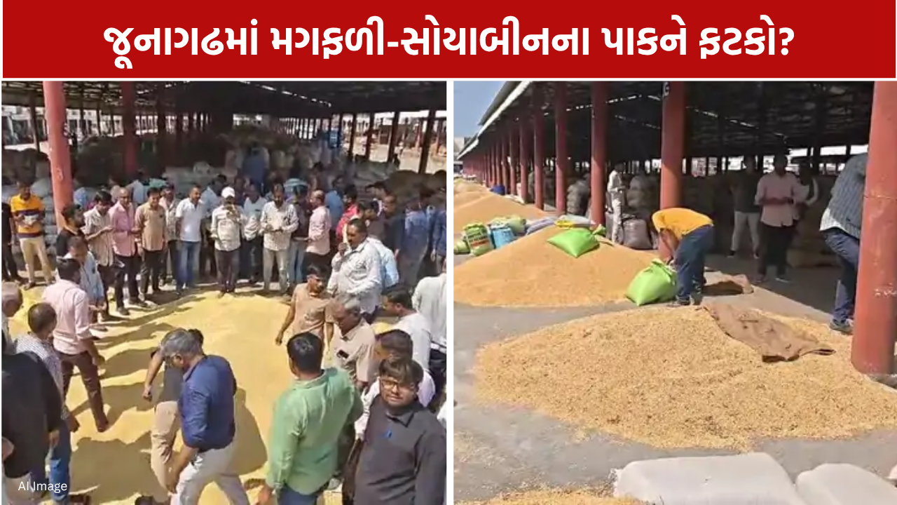 Groundnut Crop Loss: 10 વીઘામાં સોયાબીનનો ઉતારો 8-10 ખાંડીથી ઘટીને 5 ખાંડી