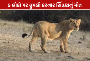 Amreli Lioness Death: 5 લોકો પર હુમલો કરનાર સિંહણનું મોત