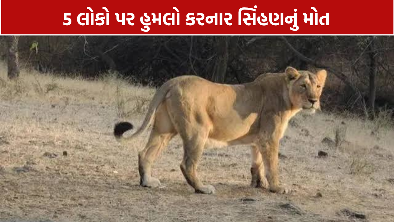 Amreli Lioness Death: 5 લોકો પર હુમલો કરનાર સિંહણનું મોત