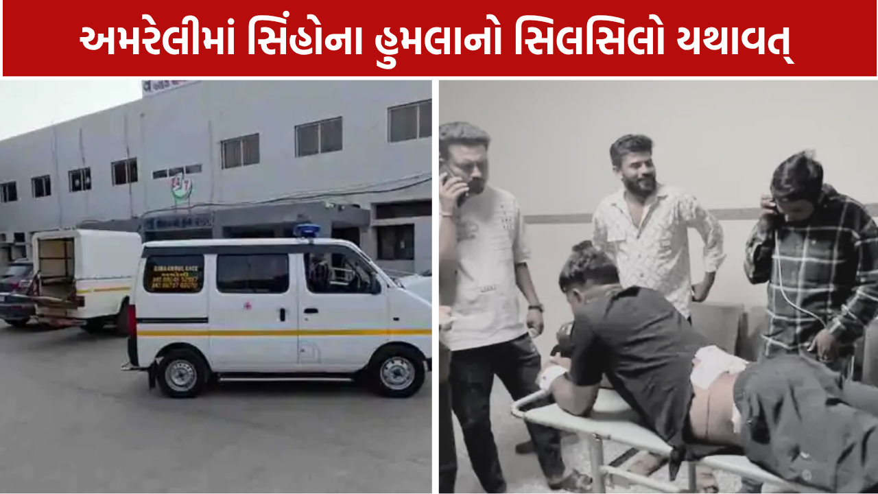 ખેતરમાં છુપાયો હતો સિંહ, ટ્રેકર પર કર્યો હુમલો; અમરેલીમાં વધતી ઘટનાઓથી ચિંતા