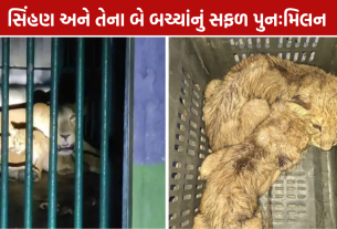 Sukpur Village: એક મહિના બાદ સિંહણ અને તેના બે બચ્ચાંનું સફળ પુનઃમિલન