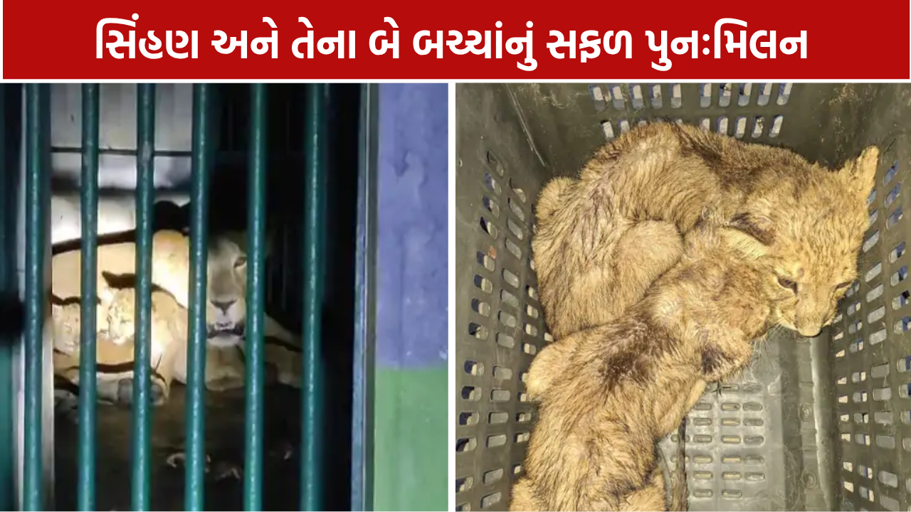 Sukpur Village: એક મહિના બાદ સિંહણ અને તેના બે બચ્ચાંનું સફળ પુનઃમિલન