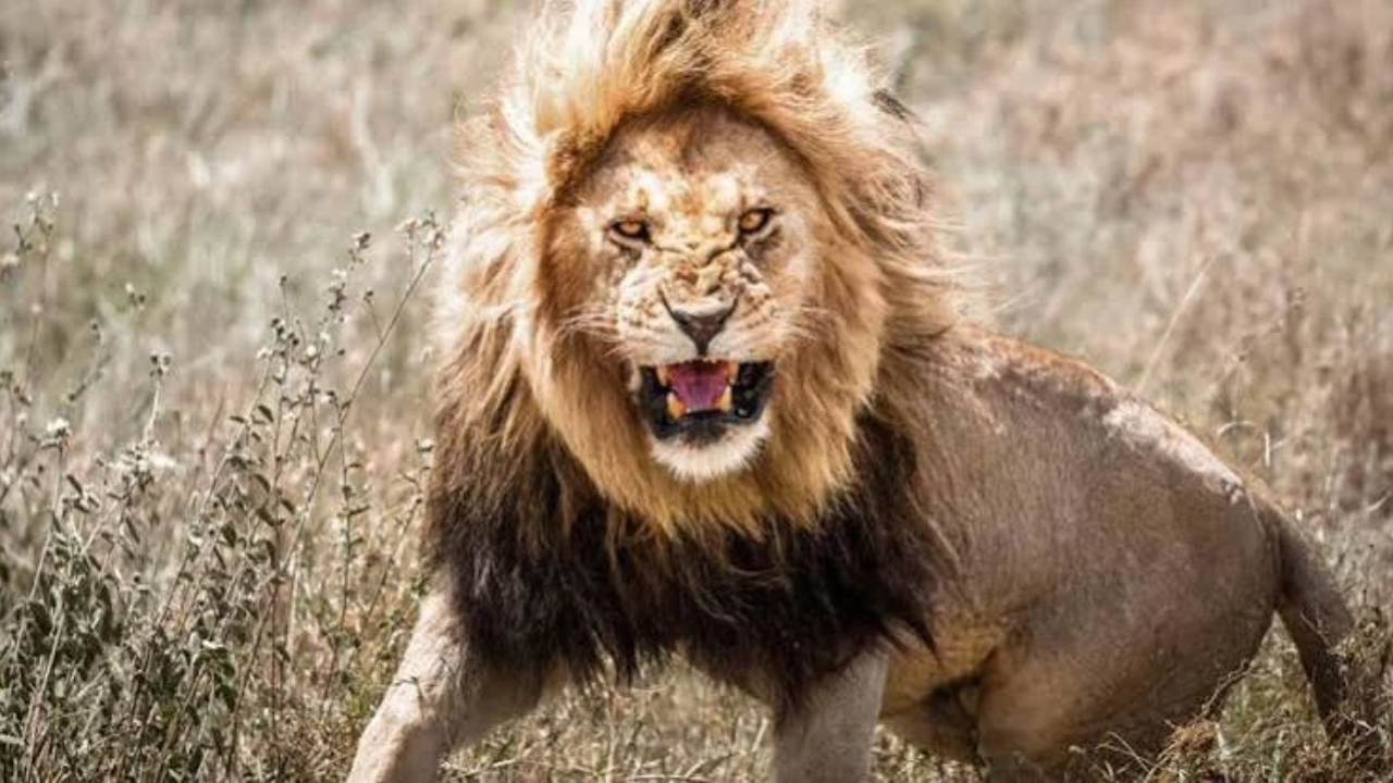 Lion Attack Gujarat: ગુજરાતમાં સિંહોના હુમલા કેમ વધી રહ્યા છે?