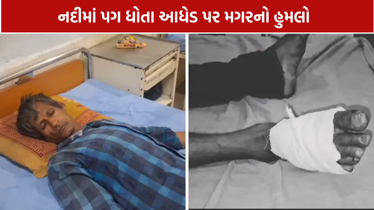 Maliya Crocodile Attack: મહાદેવ મંદિર નજીક આધેડ ઈજાગ્રસ્ત, વનવિભાગ પાસે માગ
