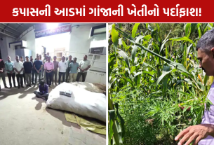 Sabarkantha Ganja Seizure; આંજણીમાં 2 કરોડથી વધુનો 401 કિલો ગાંજો જપ્ત