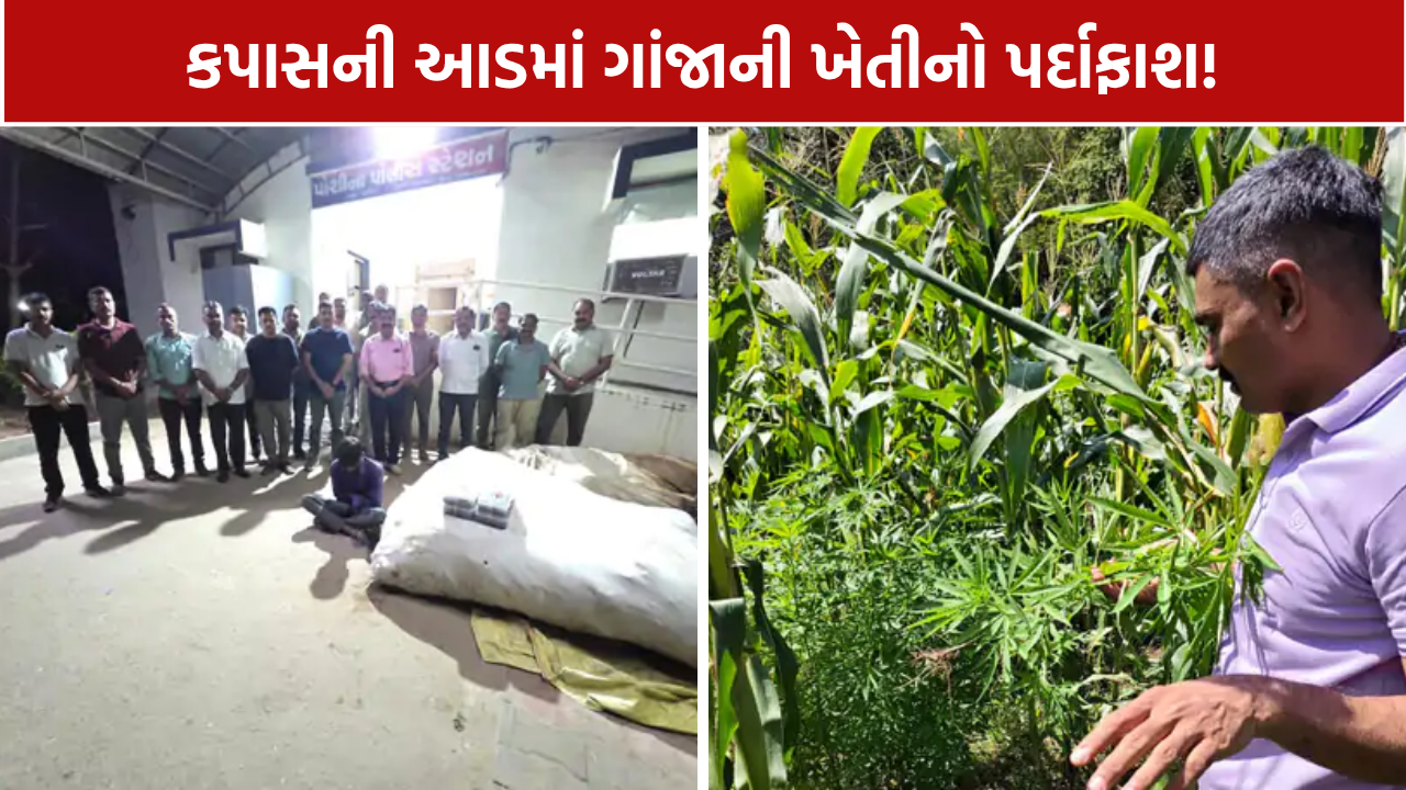 Sabarkantha Ganja Seizure; આંજણીમાં 2 કરોડથી વધુનો 401 કિલો ગાંજો જપ્ત