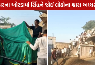 Amreli Lion Rescue: રહેણાક મકાનમાં સિંહ ઘૂસી જતાં દોડધામ