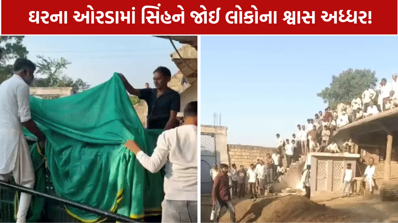 Amreli Lion Rescue: રહેણાક મકાનમાં સિંહ ઘૂસી જતાં દોડધામ