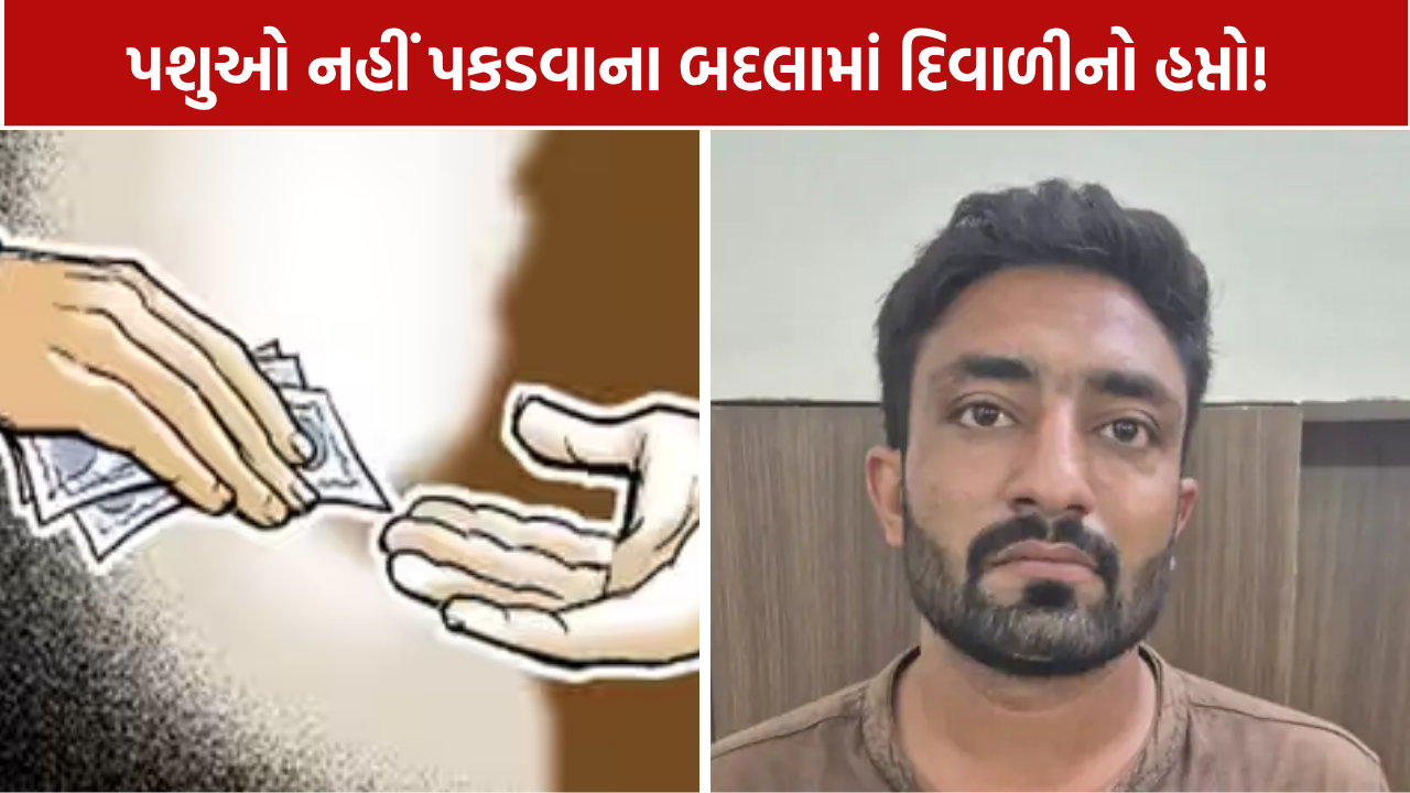 દિવાળીના હપ્તા માટે પશુપાલક પાસે લાંચ માગી, ગાંધીનગર મનપાનો આઉટસોર્સ કર્મચારી ઝડપાયો