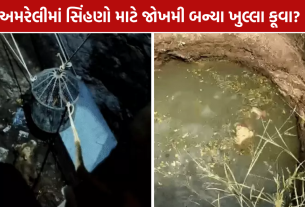 Amreli Lioness Rescue: અમરેલીમાં 2 સિંહણ કૂવામાં પડી, બંનેનું રેસ્ક્યુ