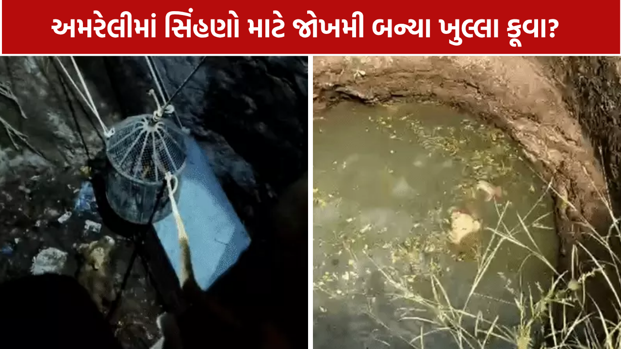 Amreli Lioness Rescue: અમરેલીમાં 2 સિંહણ કૂવામાં પડી, બંનેનું રેસ્ક્યુ