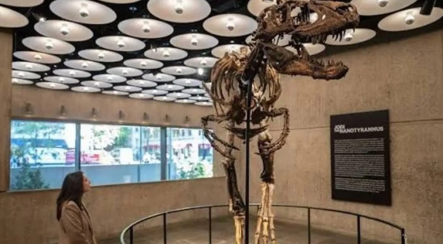 હરાજી પહેલા આ વિશાળ કંકાલ (Jodi Dinosaur Skeleton)ને મેનહટ્ટનમાં પ્રસ્તુત કરવામાં આવ્યું હતુ
